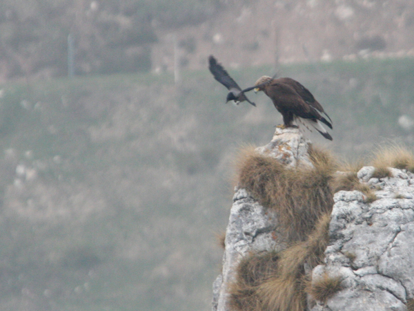 Mobbing all''Aquila